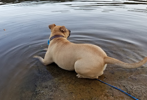 Goat Island RV Park and Camp