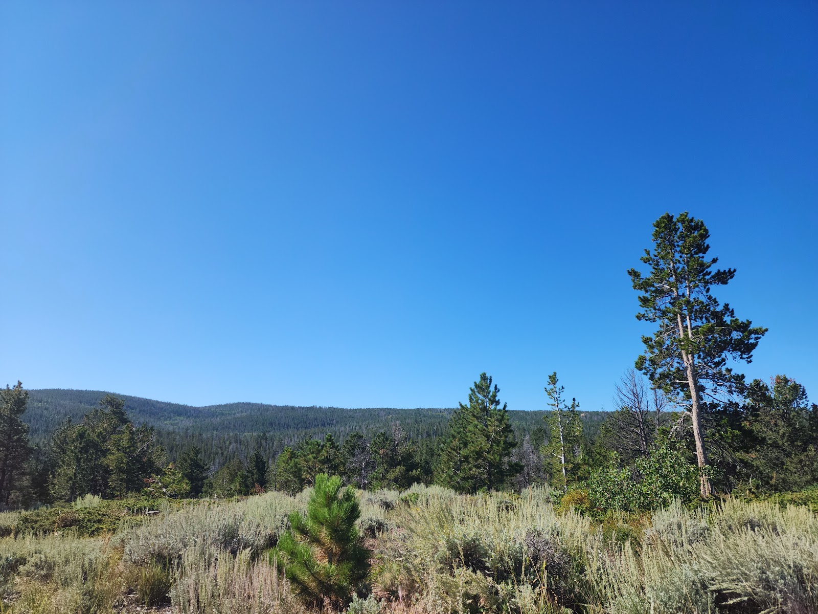 Yellow Pine Campground