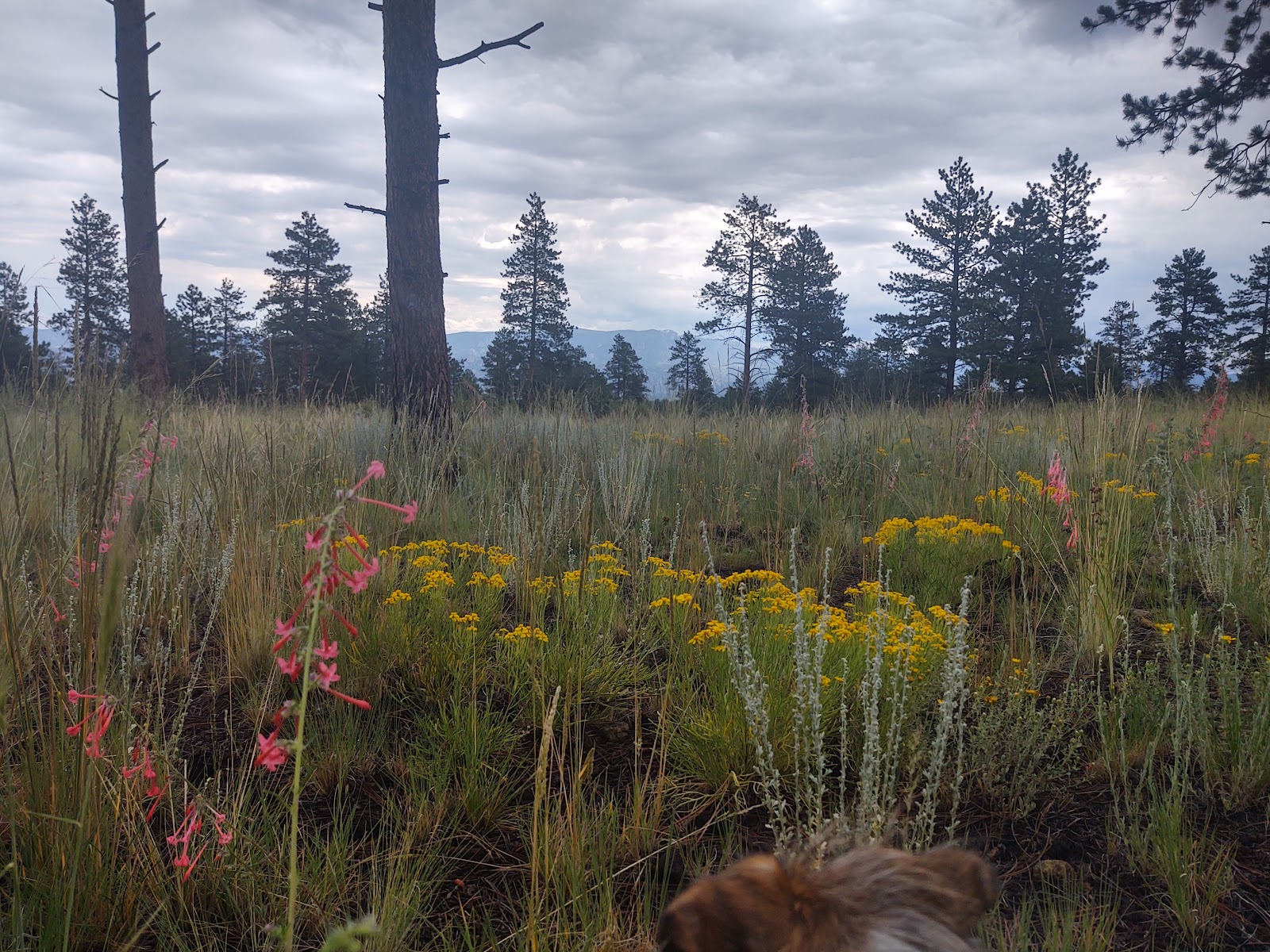 Bassam Guard Station