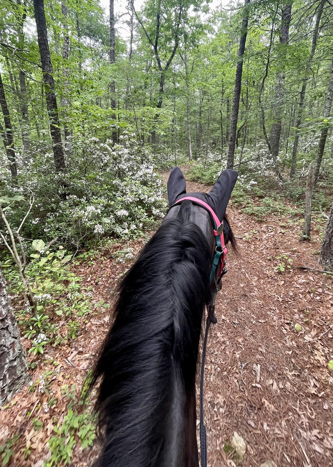 Iron Mountain Horse Camp