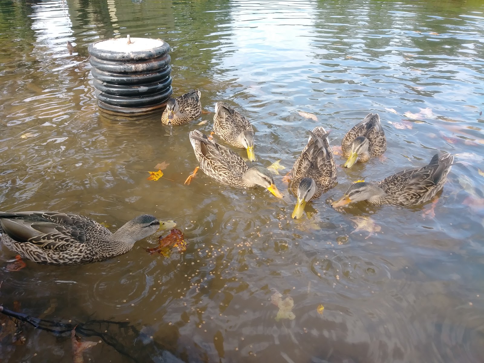 Mill Race Golf and Camping Resort