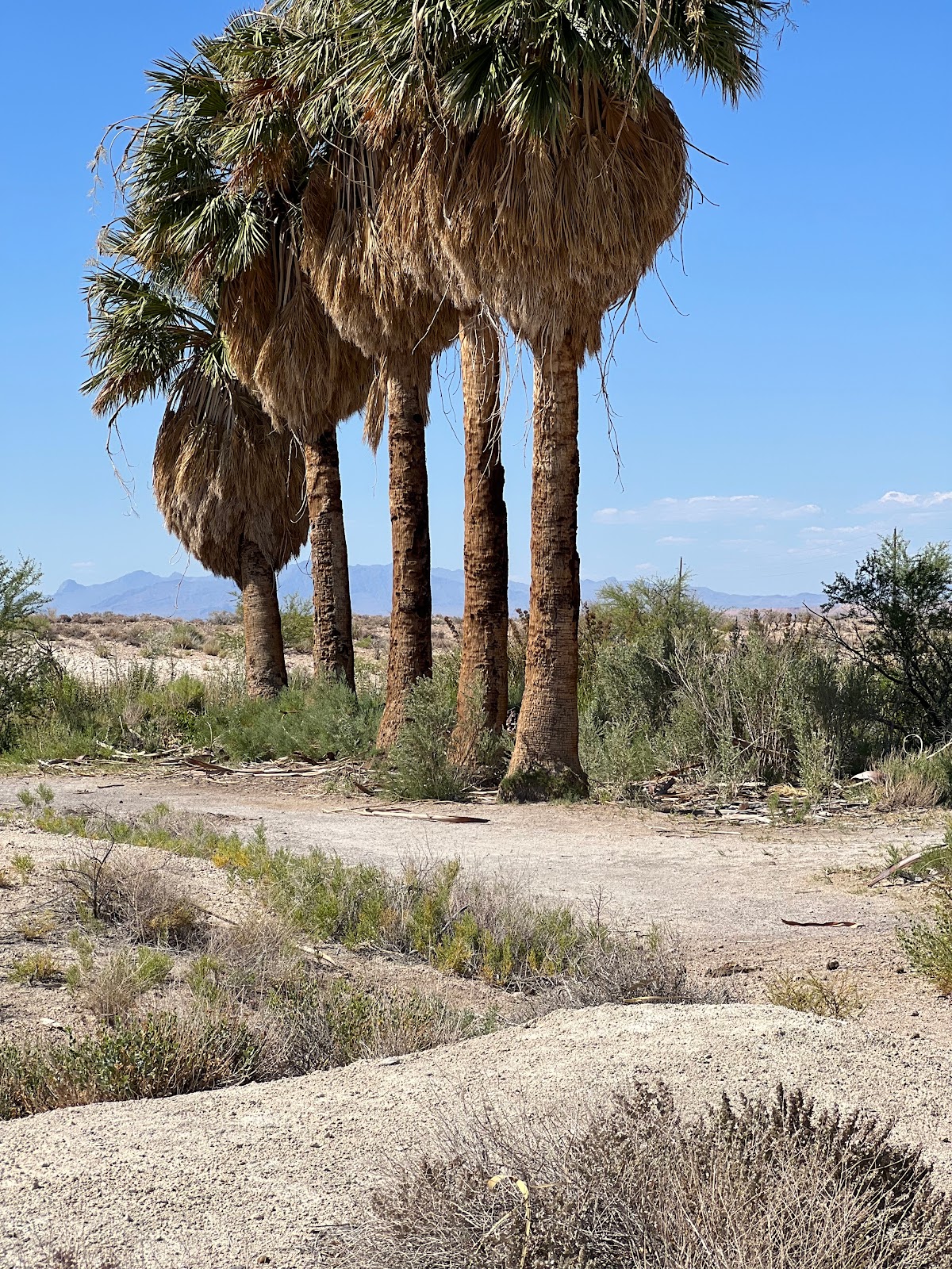 Echo Bay Lower Campground