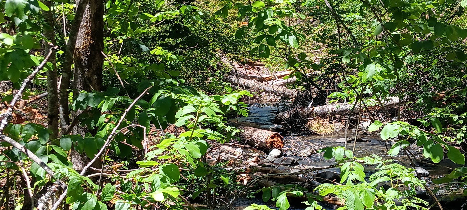 East Weaver Campground