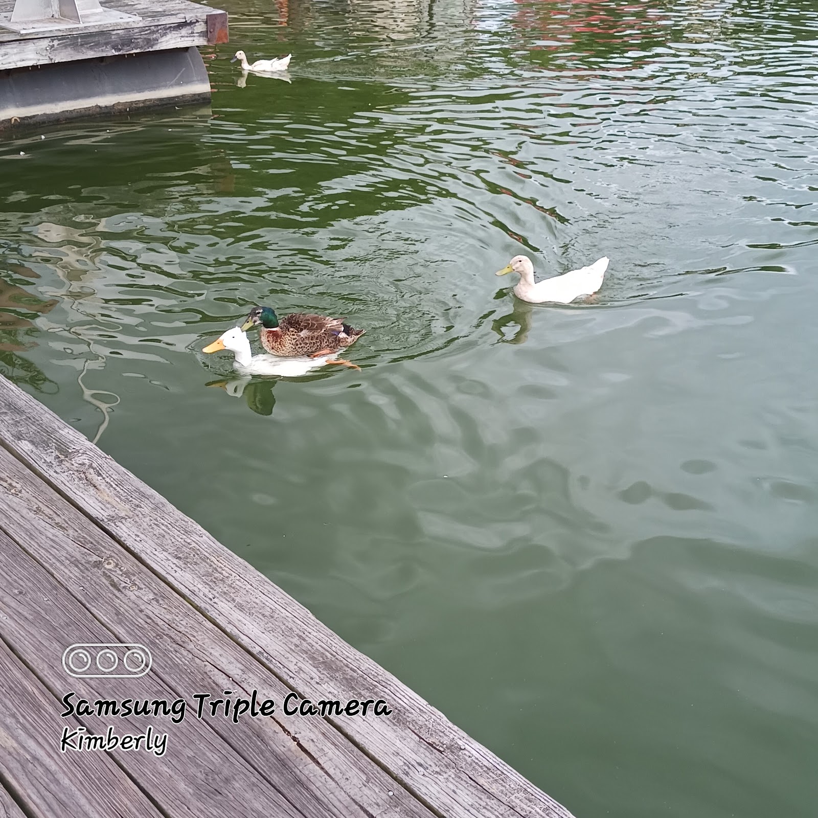 Conley Bottom Resort, Inc.