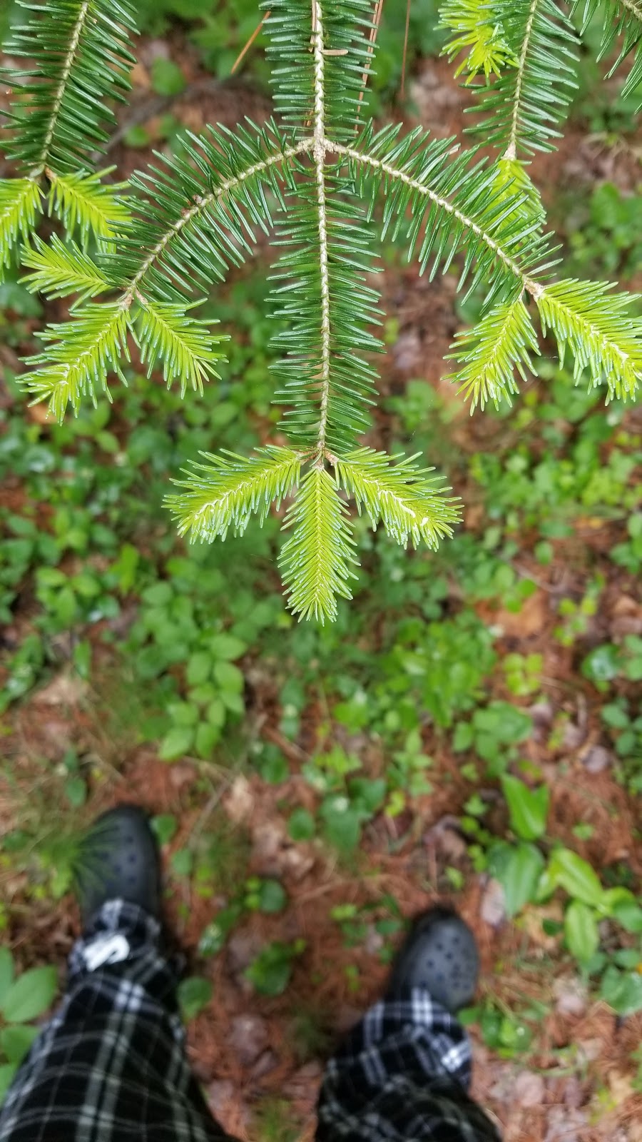 Happi Days Campground and Diner