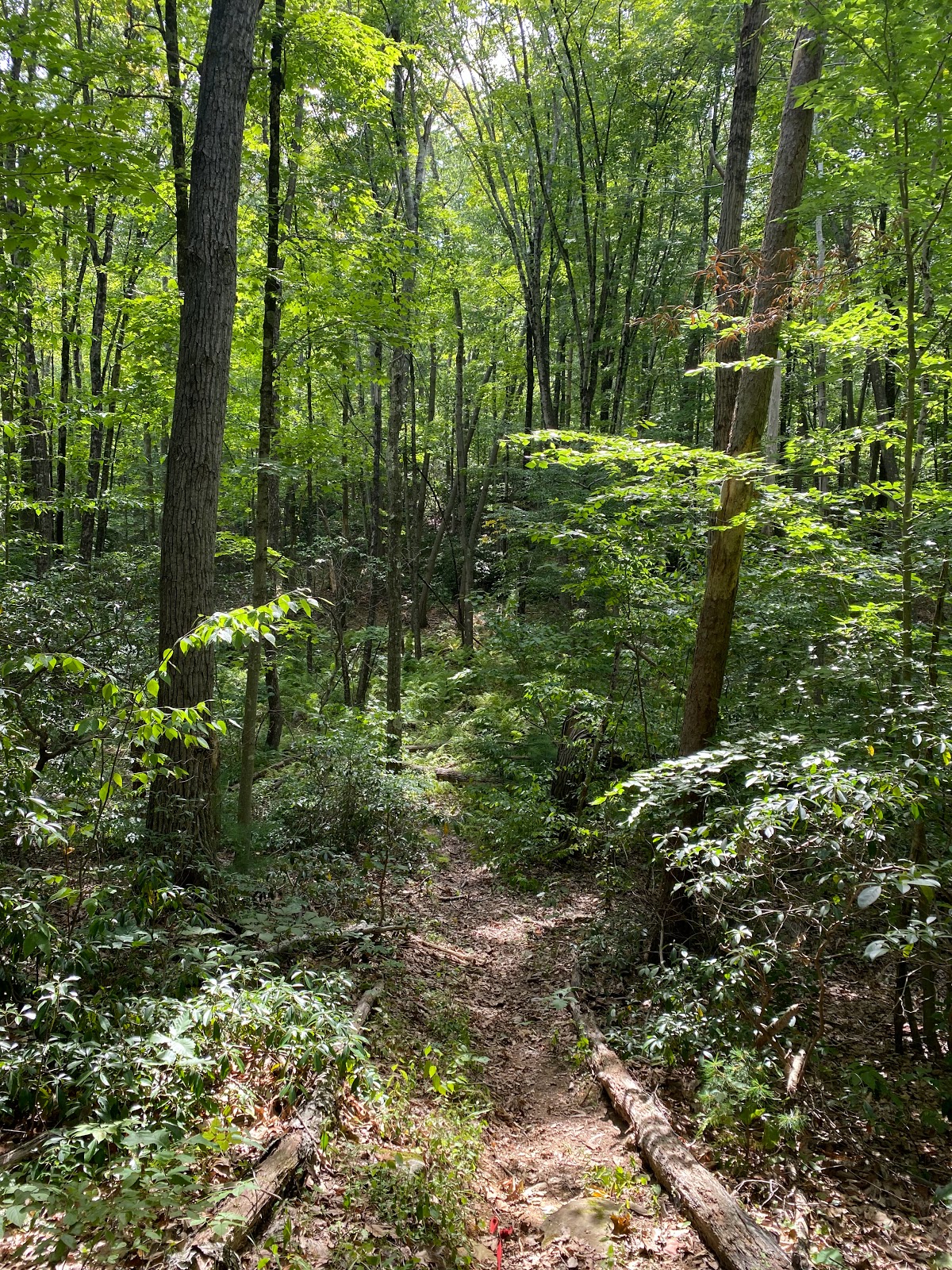 Cockaponset State Forest