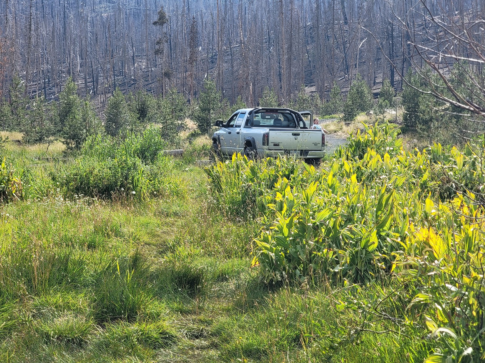 Campbell Lake Campground
