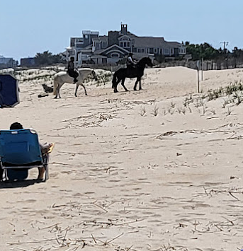 Cape Henlopen State Park