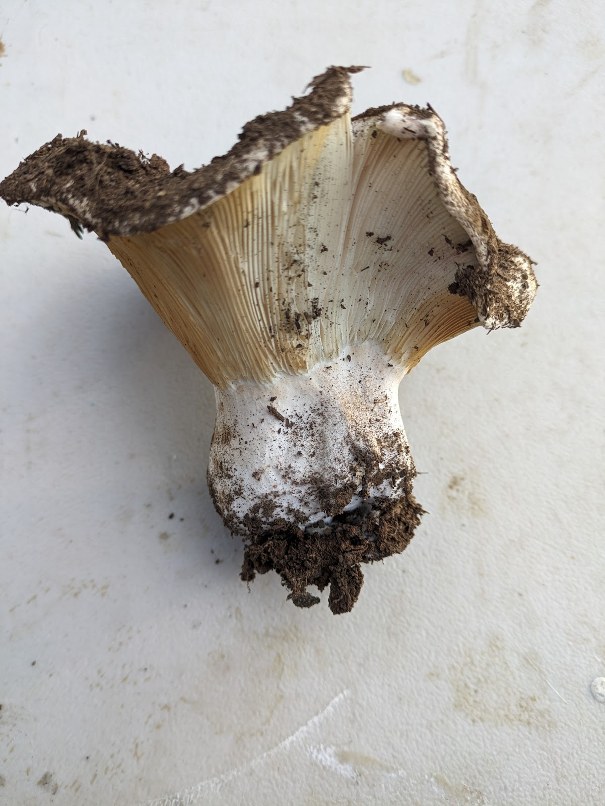 Teal Spring Campground