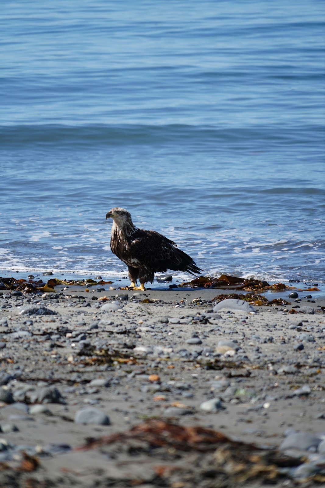Anchor River State Recreation Area