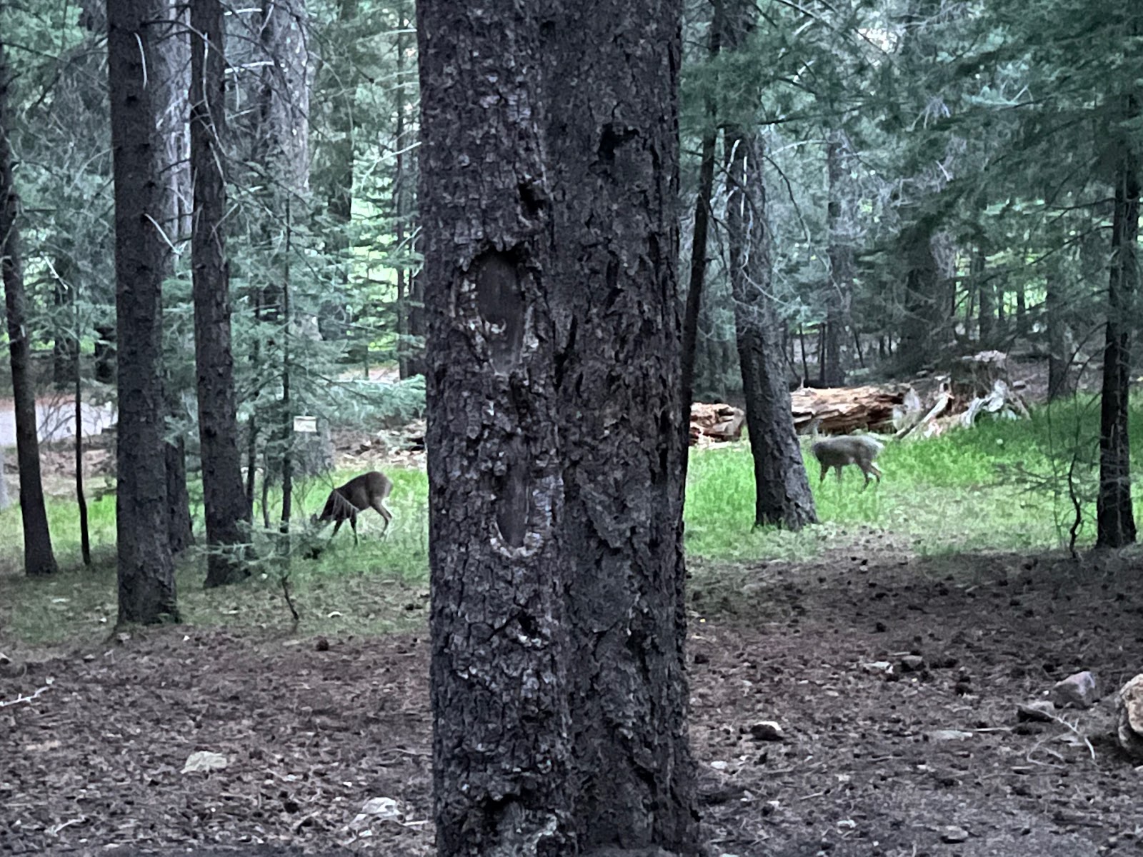 Riggs Flat Campground