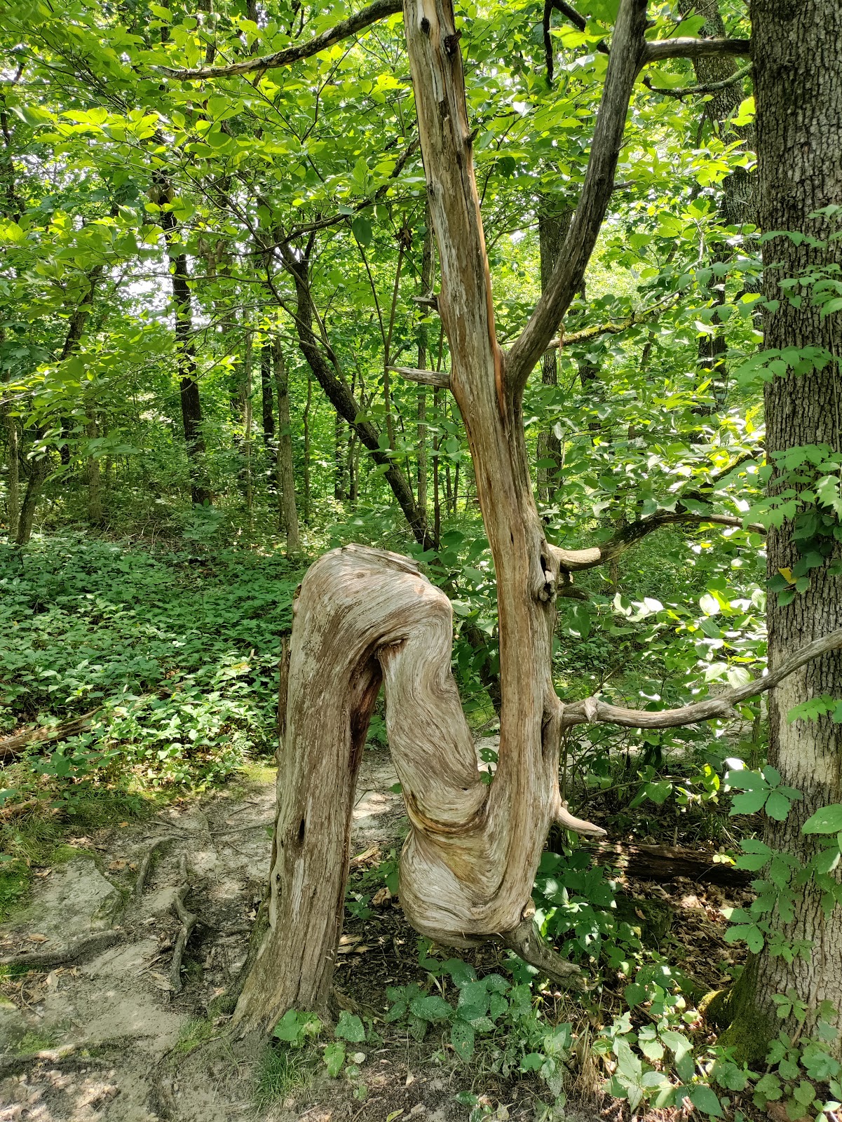 Graham Cave State Park