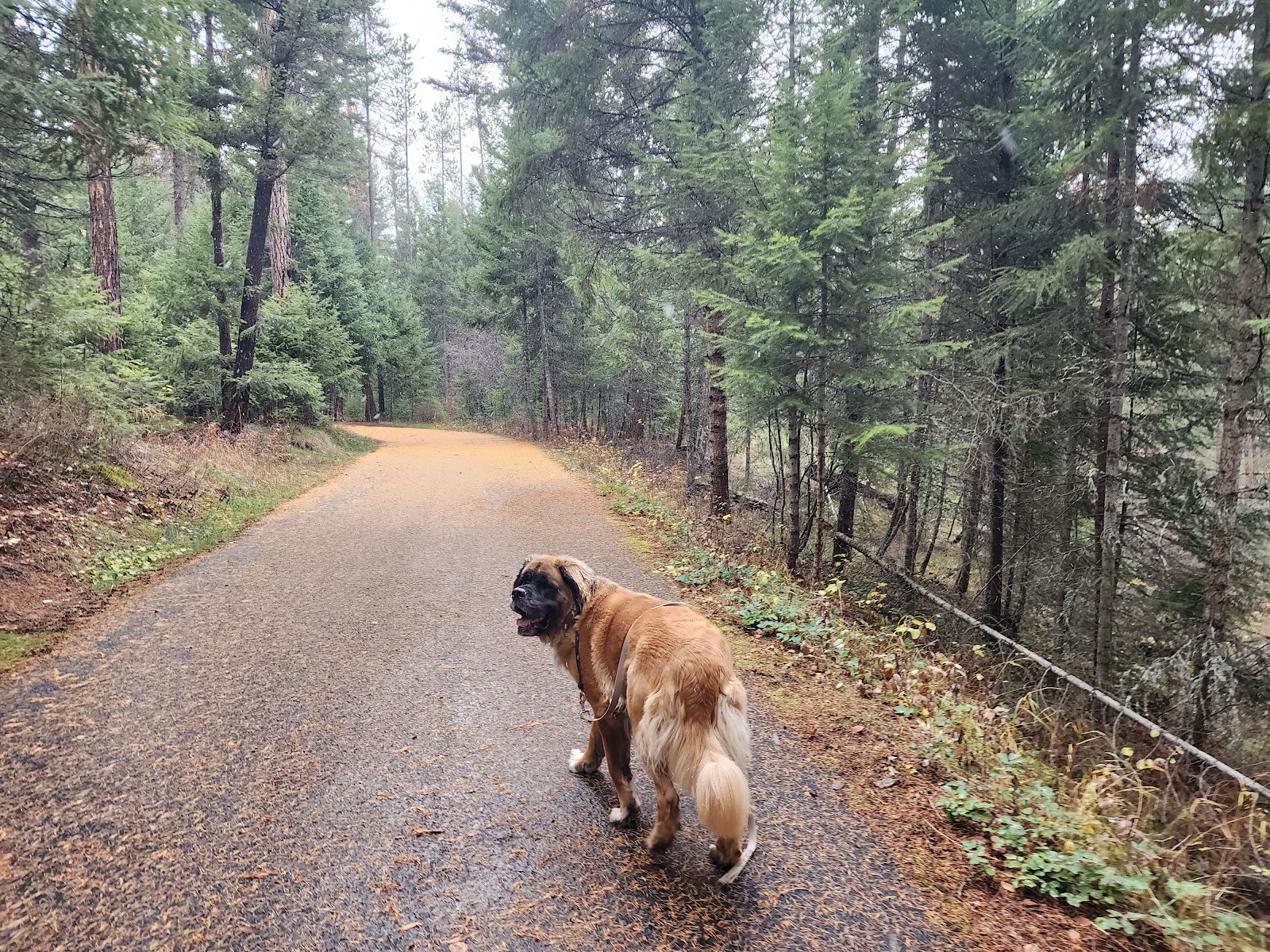 Lolo Creek Campground and Picnic Area