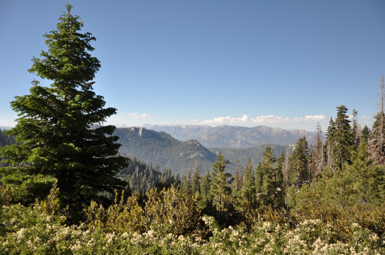 Quaking Aspen Campground