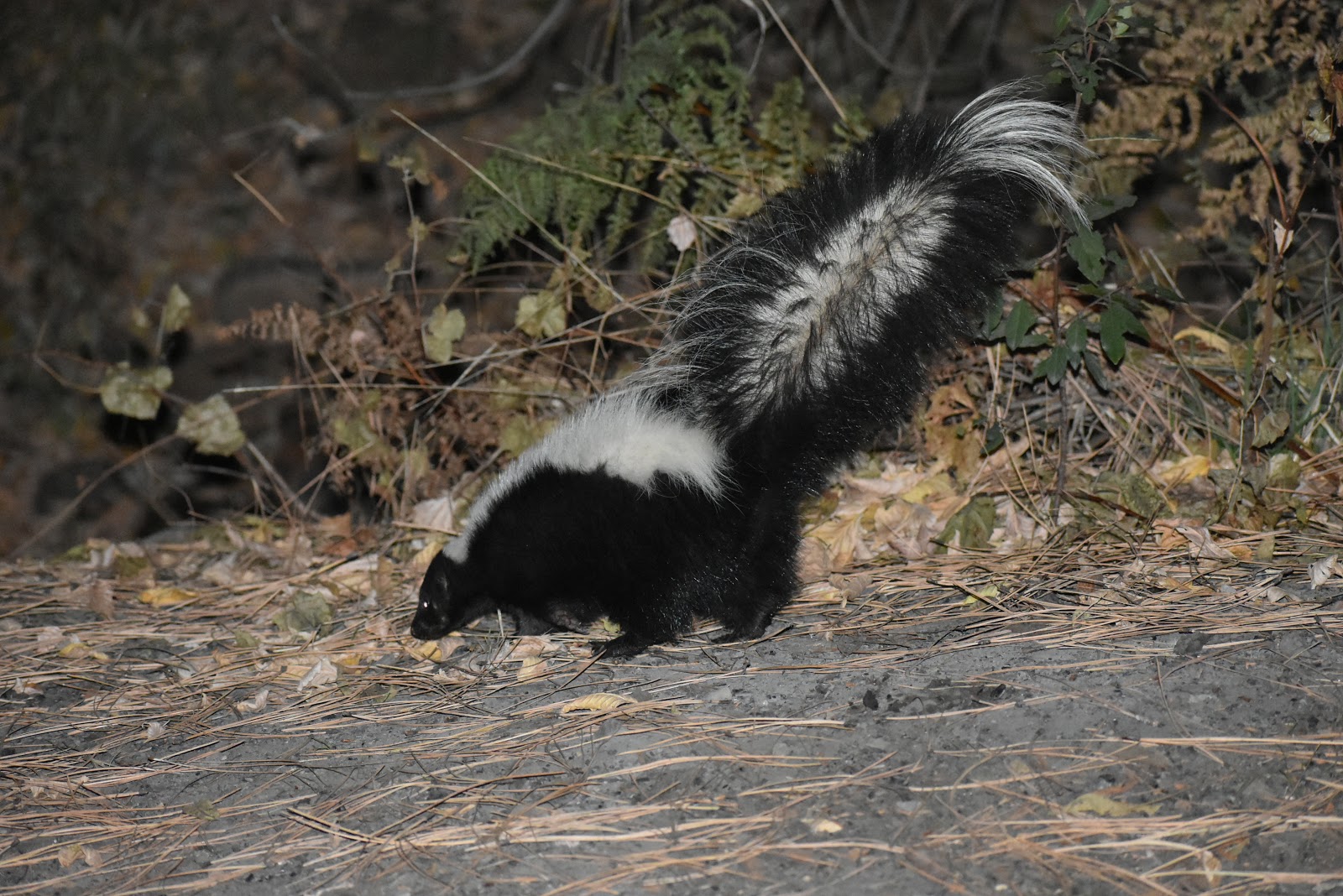 Rose Creek Campground