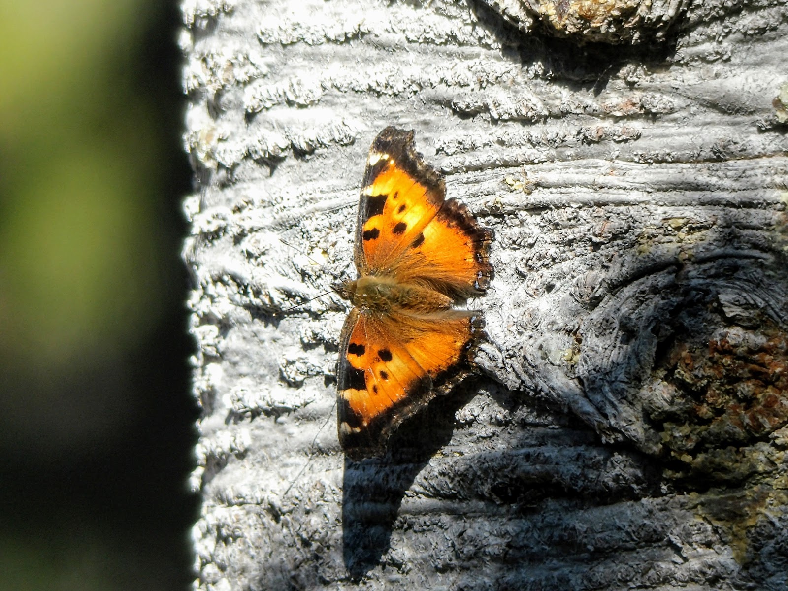 Mazama Village Campground