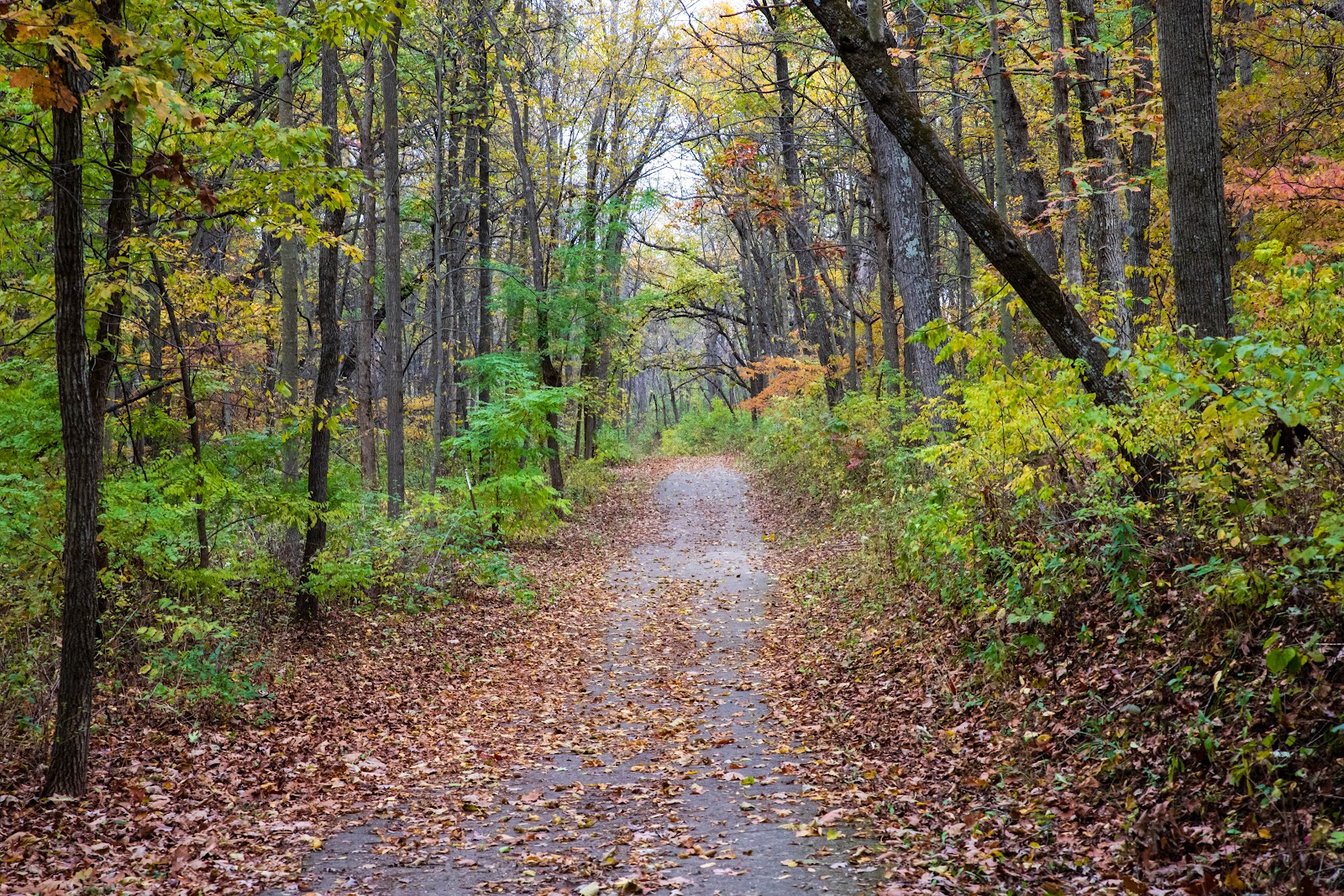 New Glarus Woods State Park