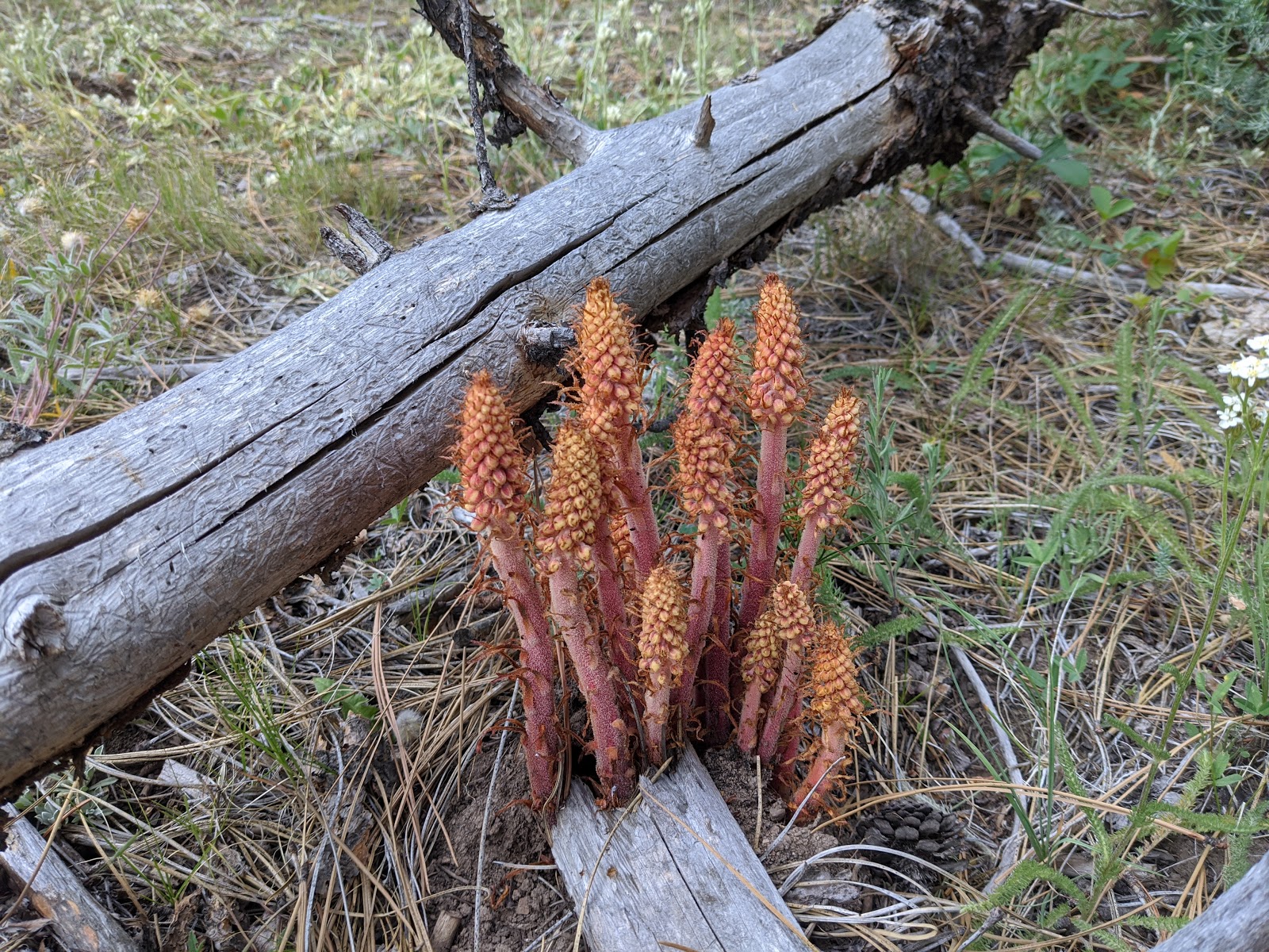 Lower Buck Creek Forest Camp