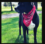 Harrington Hideaway RV Park