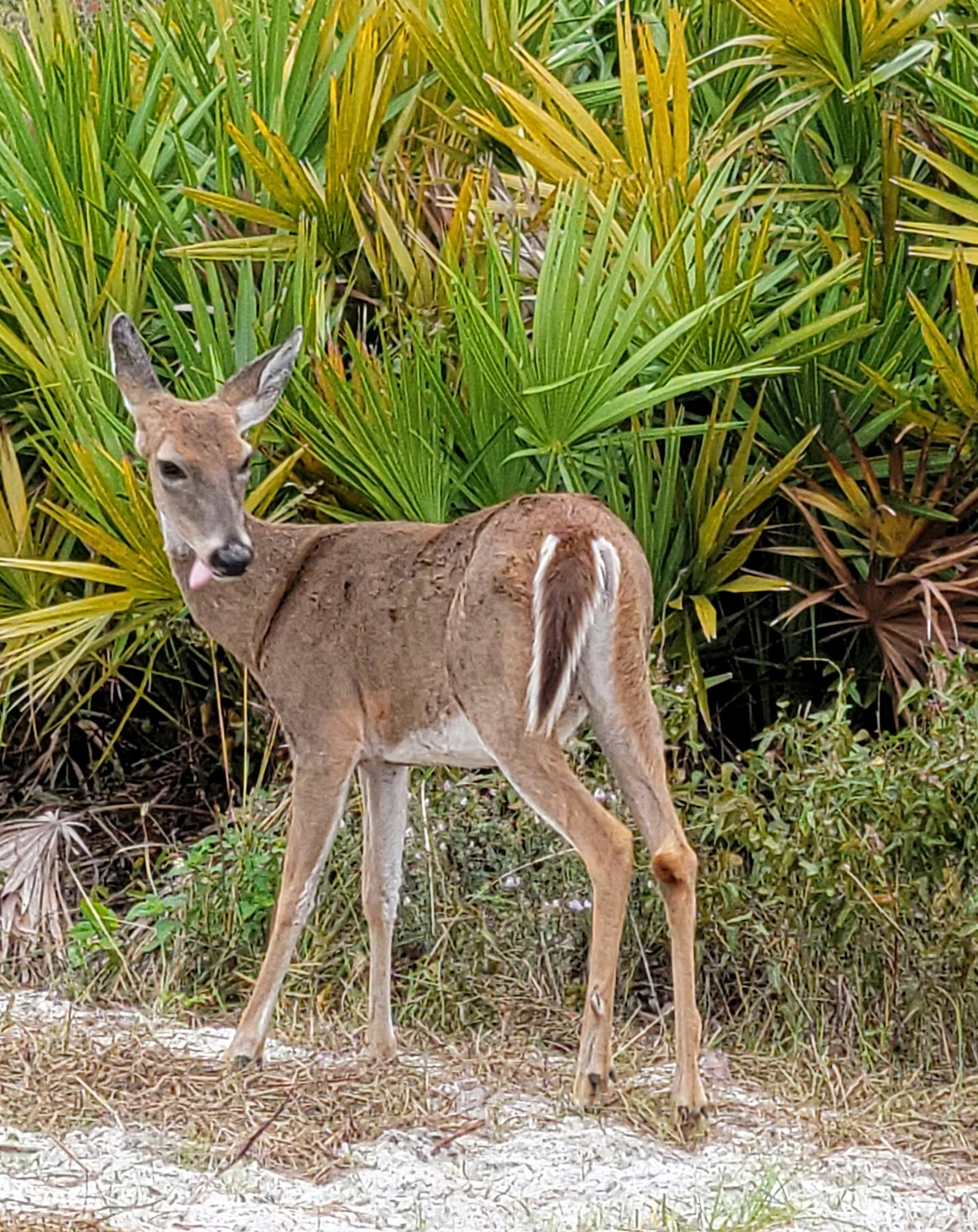 T.H. Stone Memorial ST. Joseph Peninsula State Park