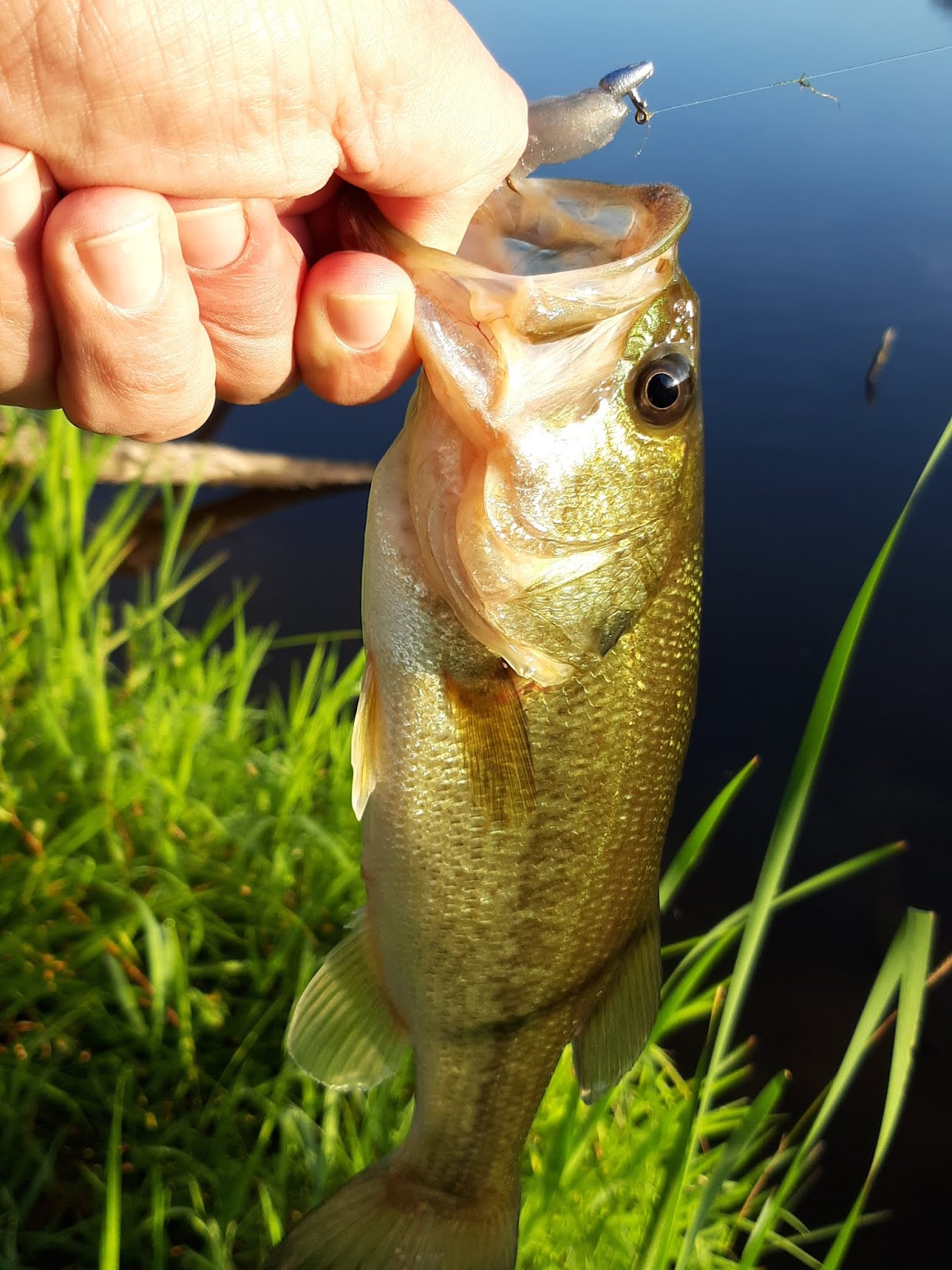 Canton/East Sparta KOA