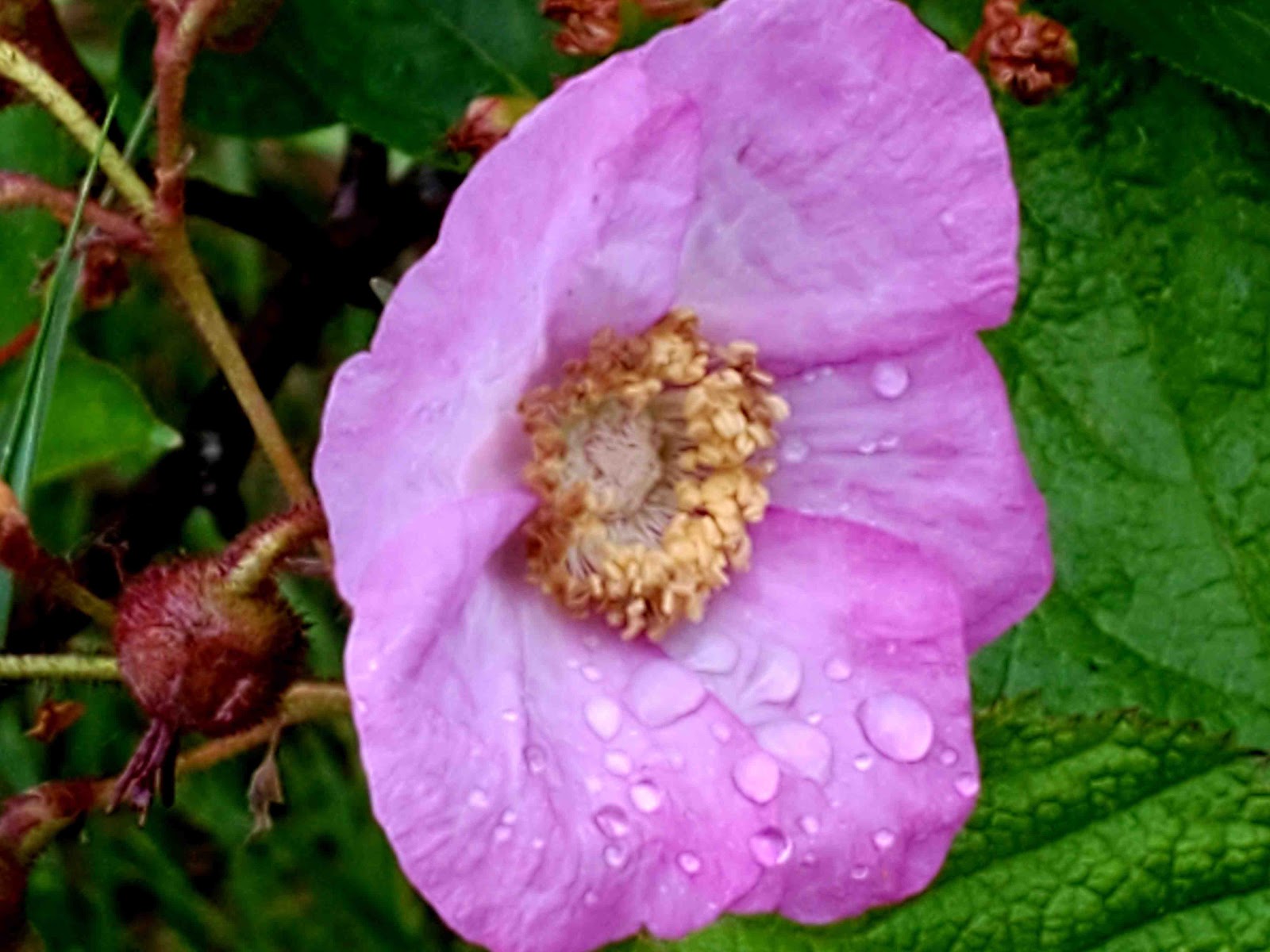 Bay Furnace Campground