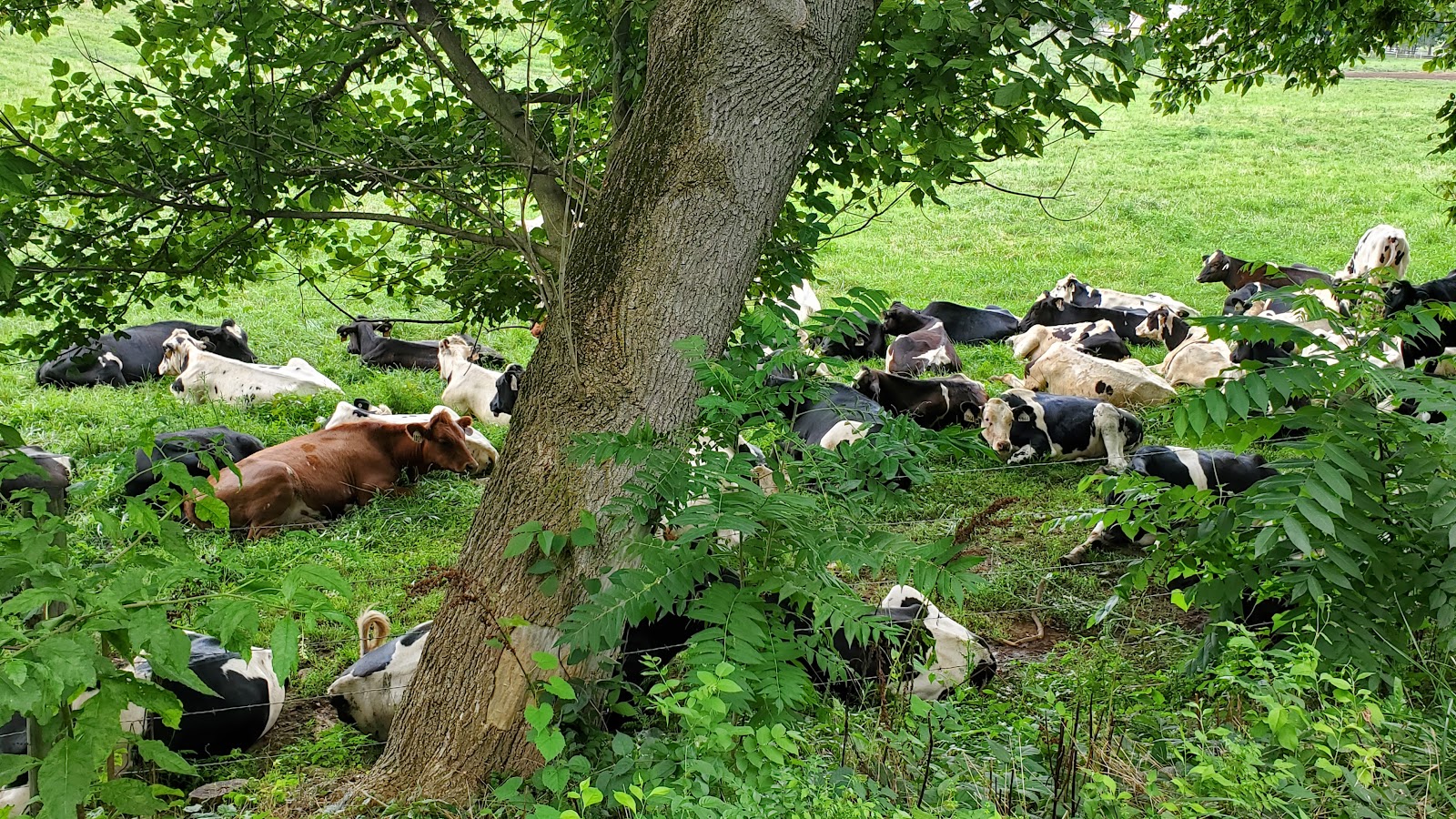 Spacious Skies Shenandoah Views