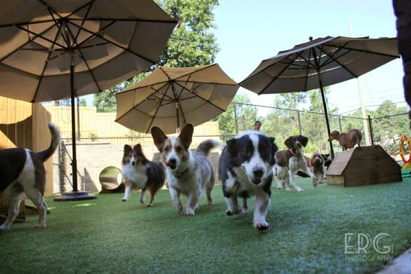 Cahaba Beach Dog Park