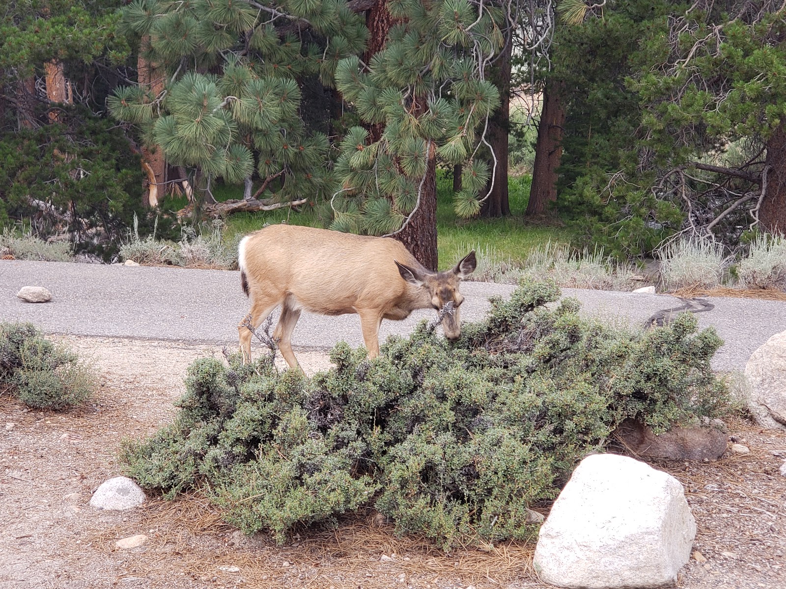 Robinson Creek Campground