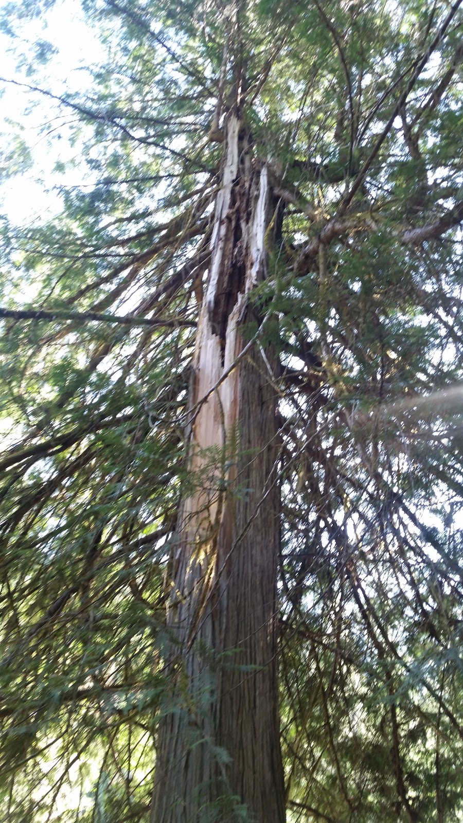 Knife Edge River Campground