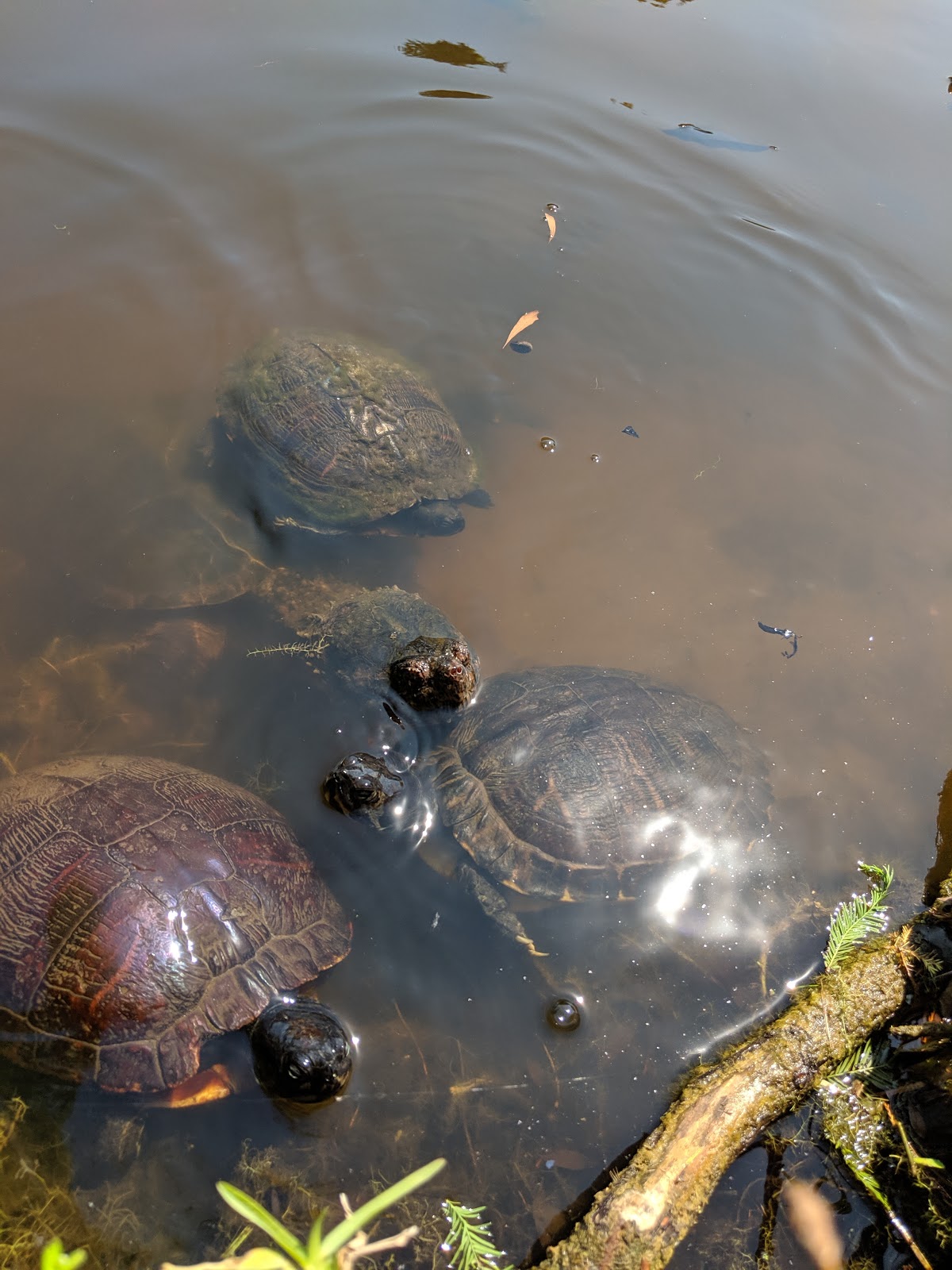 Cape Woods Campground