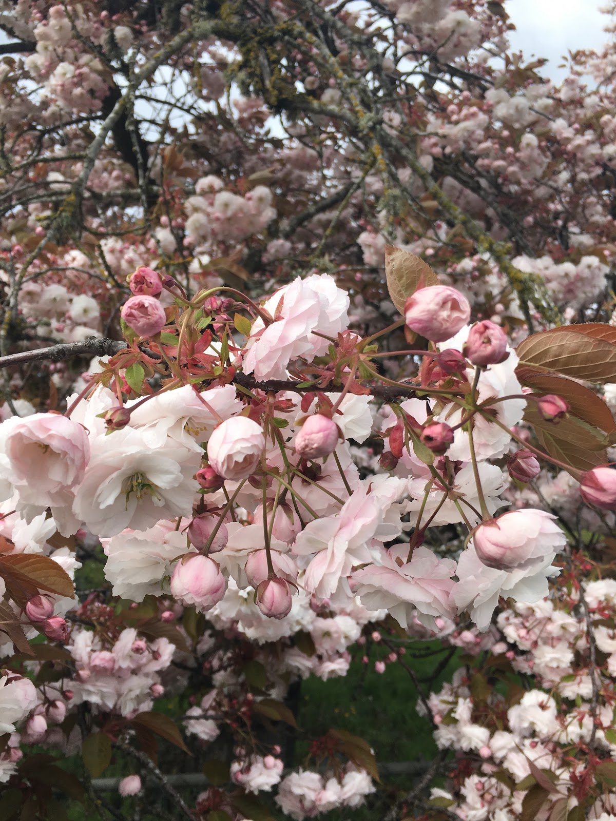 Ash Creek Mobile & RV Park