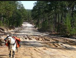 Sand Hills State Forest - Sugarloaf Mountain Recreation Area