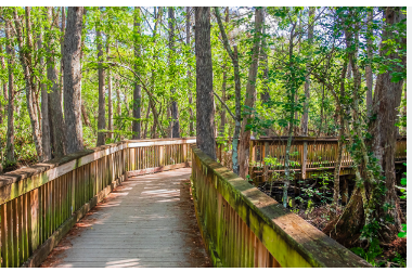 Bear Island - Big Cypress National