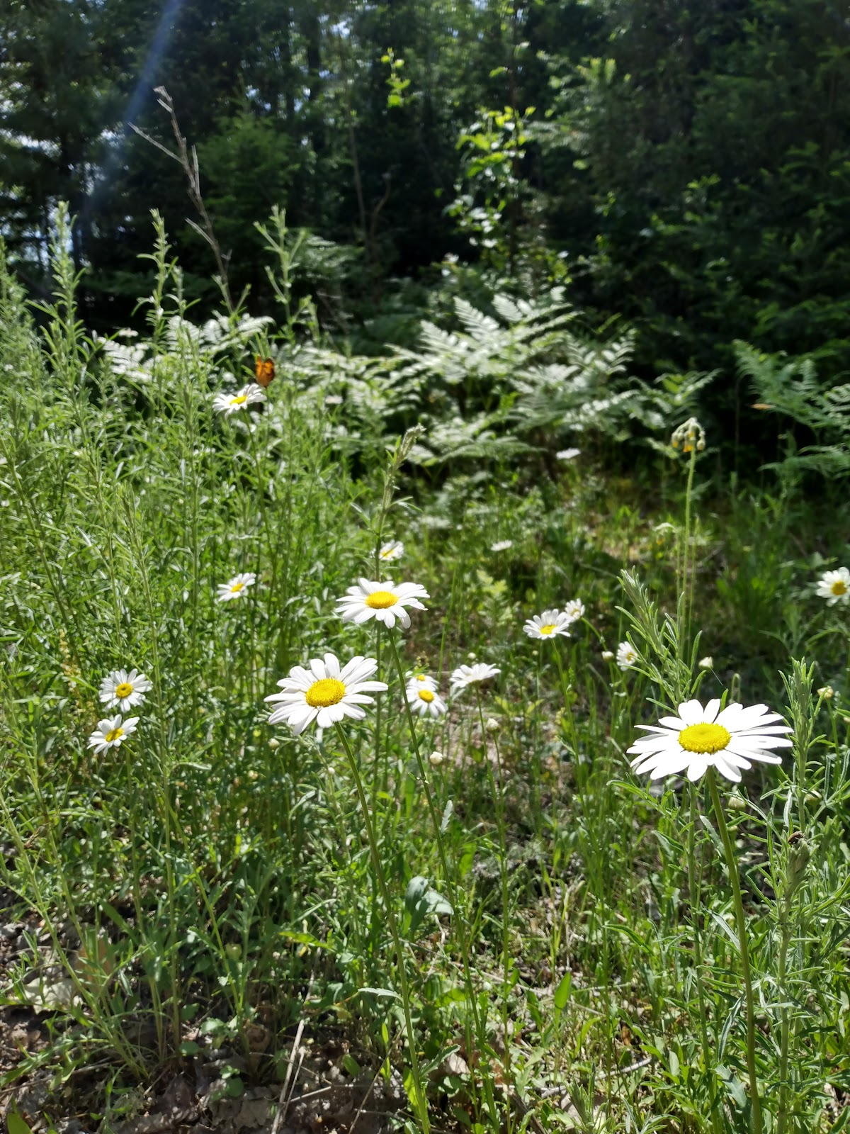 Sparrow Rapids NF Campground