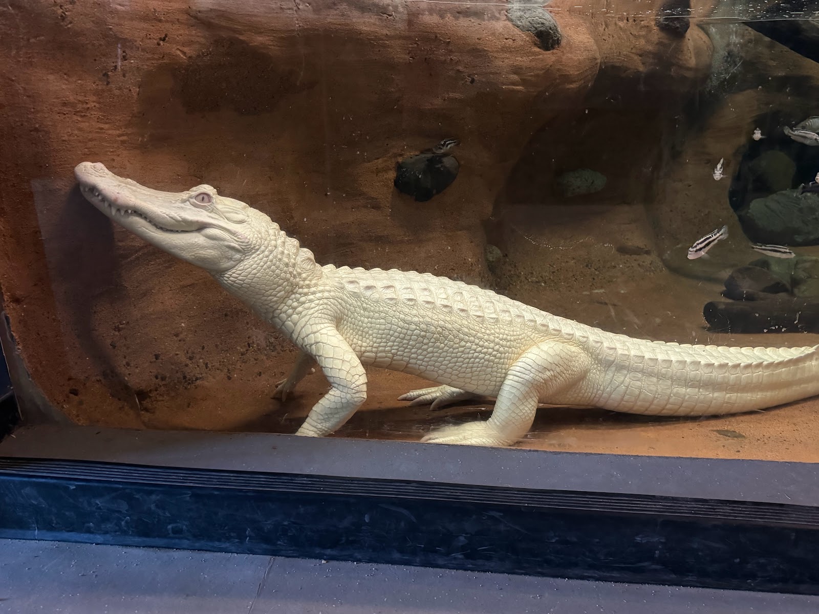 Wildlife World Zoo, Aquarium & Safari Park