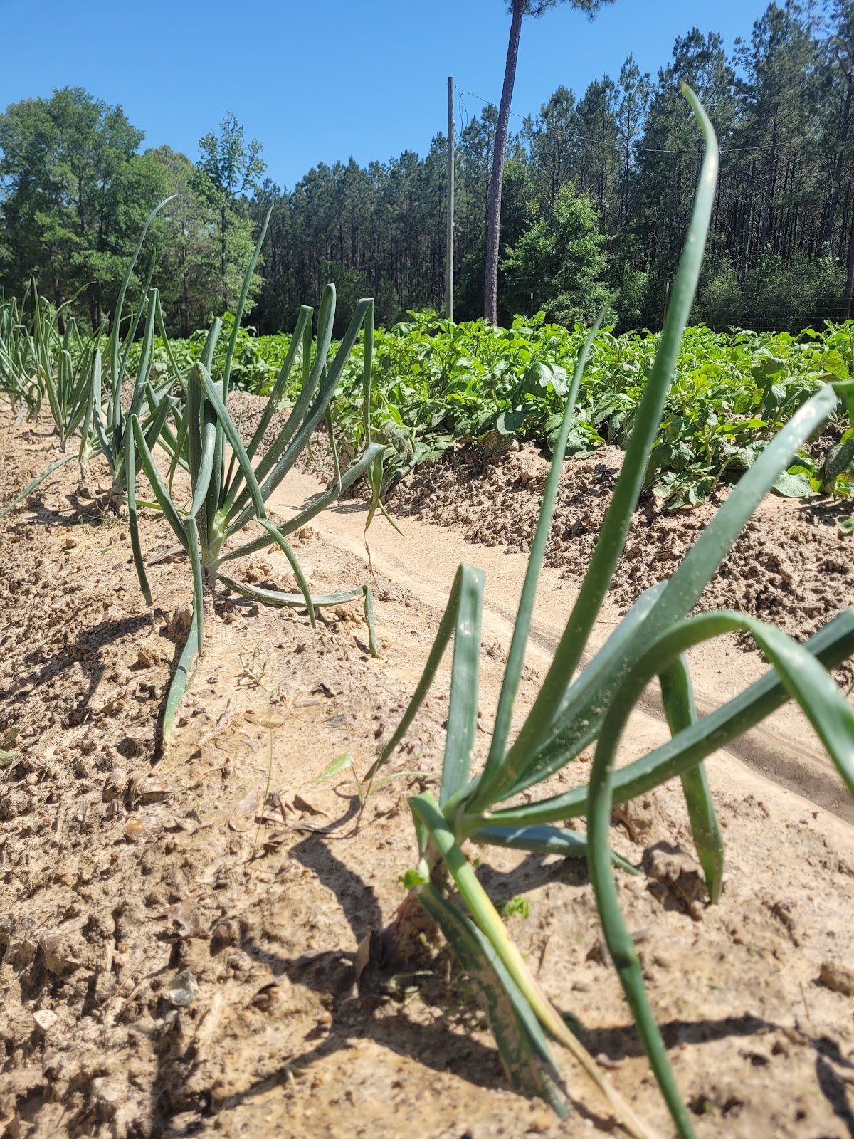 Big Thicket Hideaway Campground