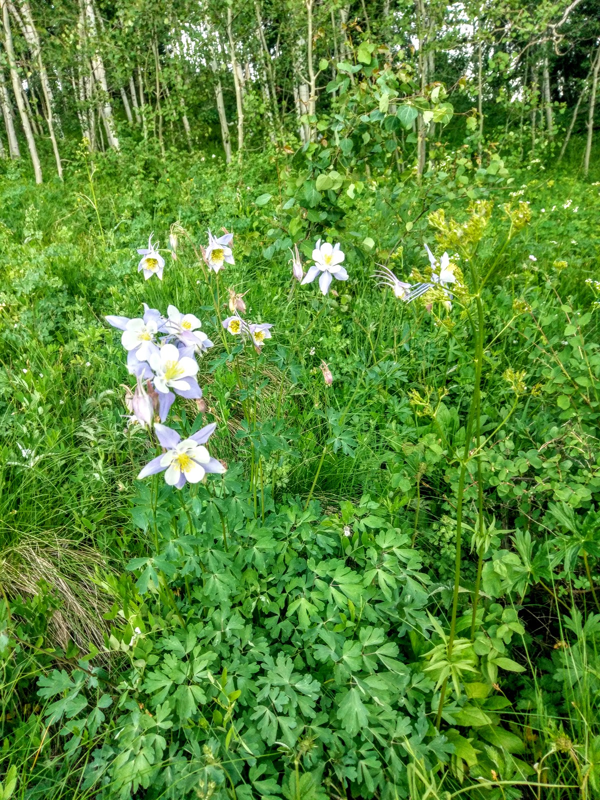 Himes Peak Campground