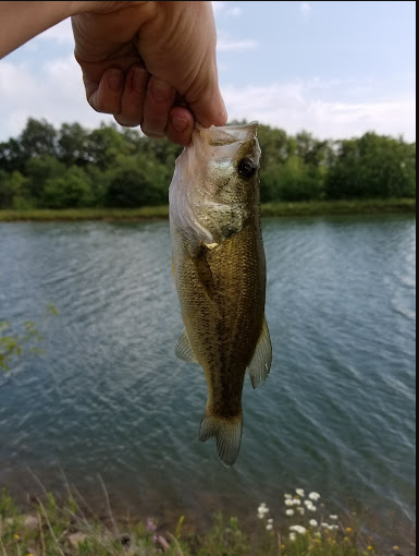 Laurel Ridge State Park