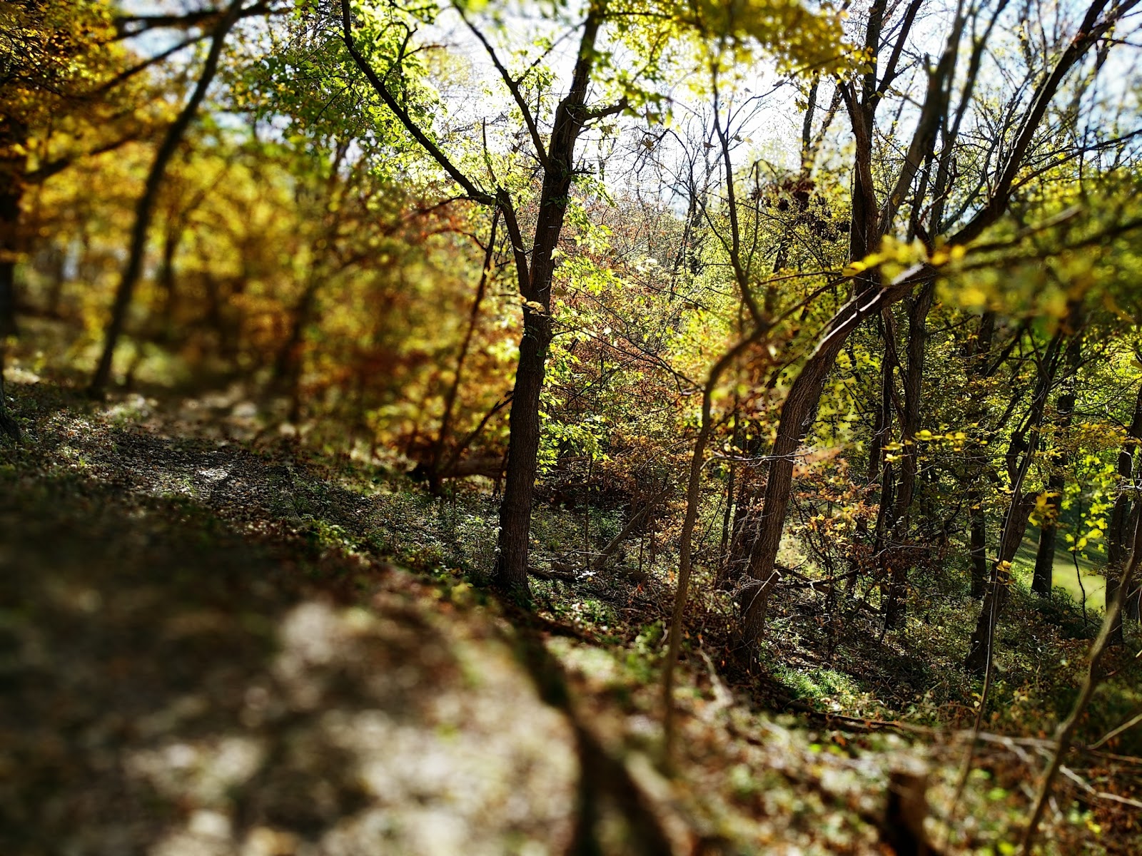 Pony Creek Conservation Park