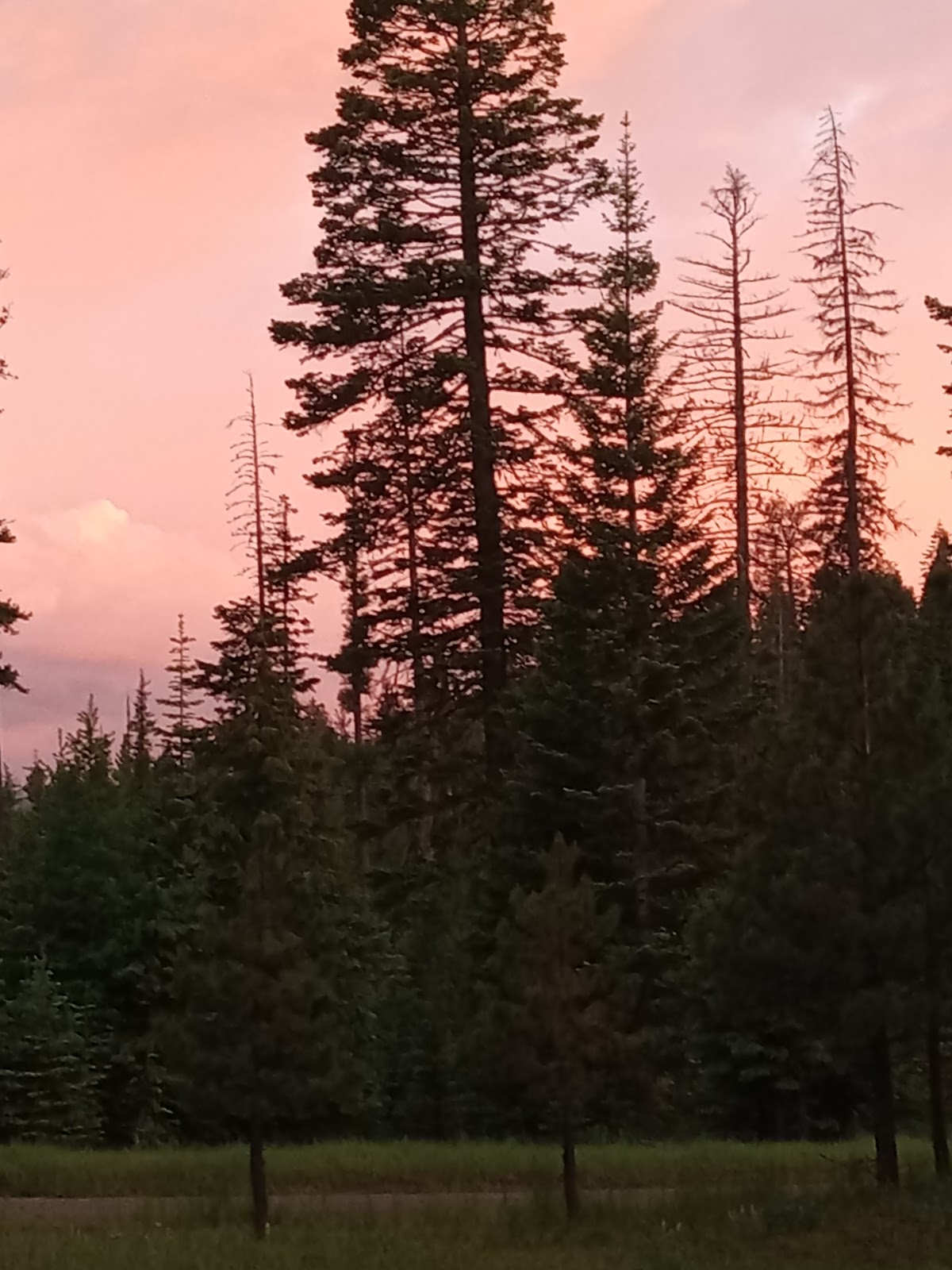 Alder Thicket Campground