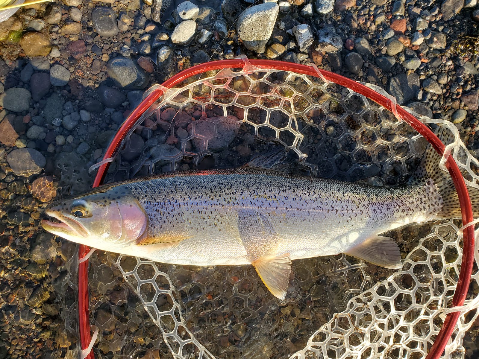 Cow Meadow Campground