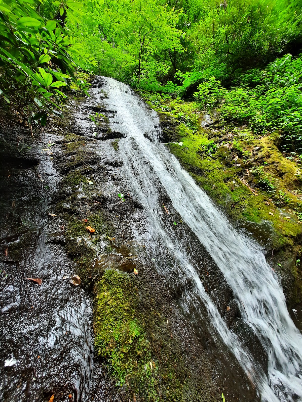 Curtis Creek NF Campground