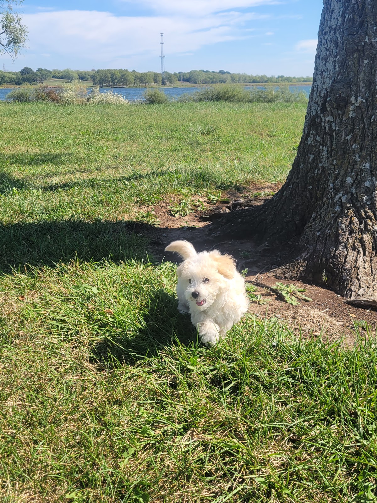 Lions Park Shelter - Lake Miola
