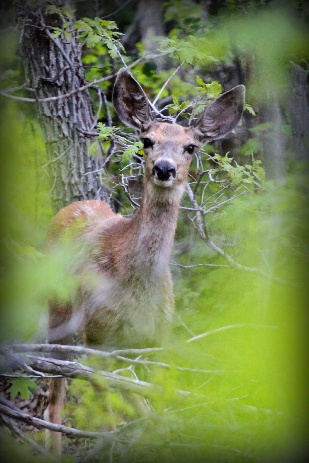 Big Mountain Campground