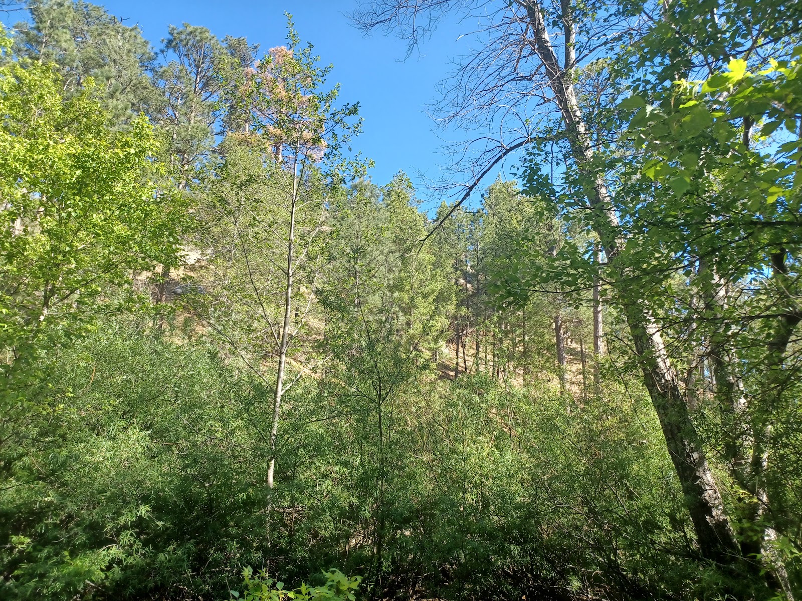 Rose Canyon Campground