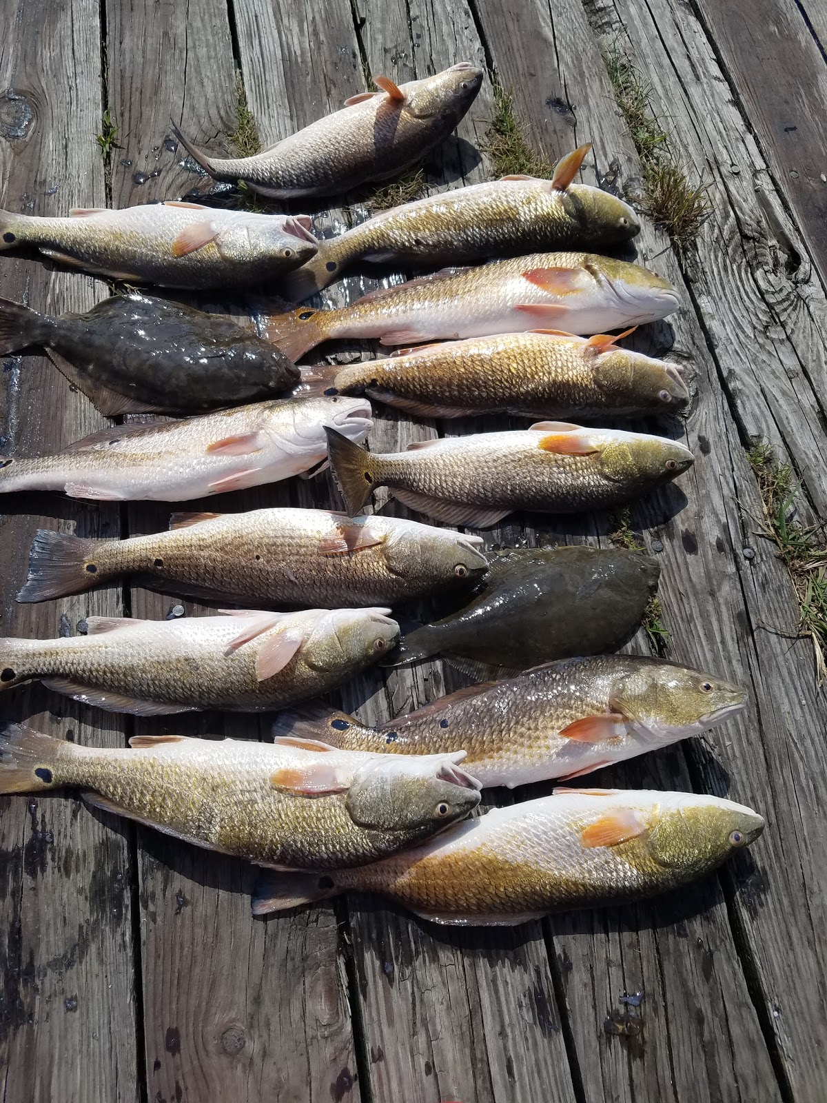 Yellow Cotton Bayside