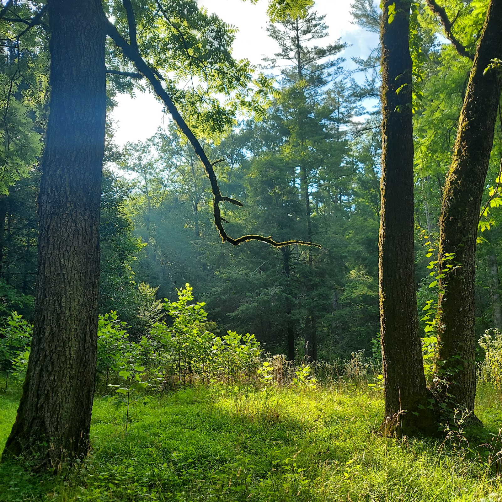 Upper Chattahoochee River Campground