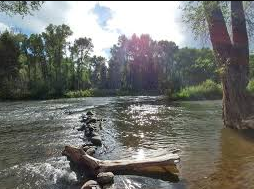 Aspen Glade (Rio Grande National Forest, CO)