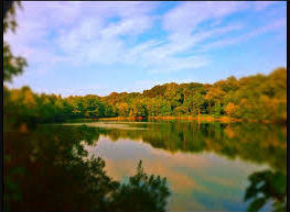 Maryland Forest Services